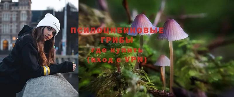 где продают наркотики  Куртамыш  Псилоцибиновые грибы Magic Shrooms 